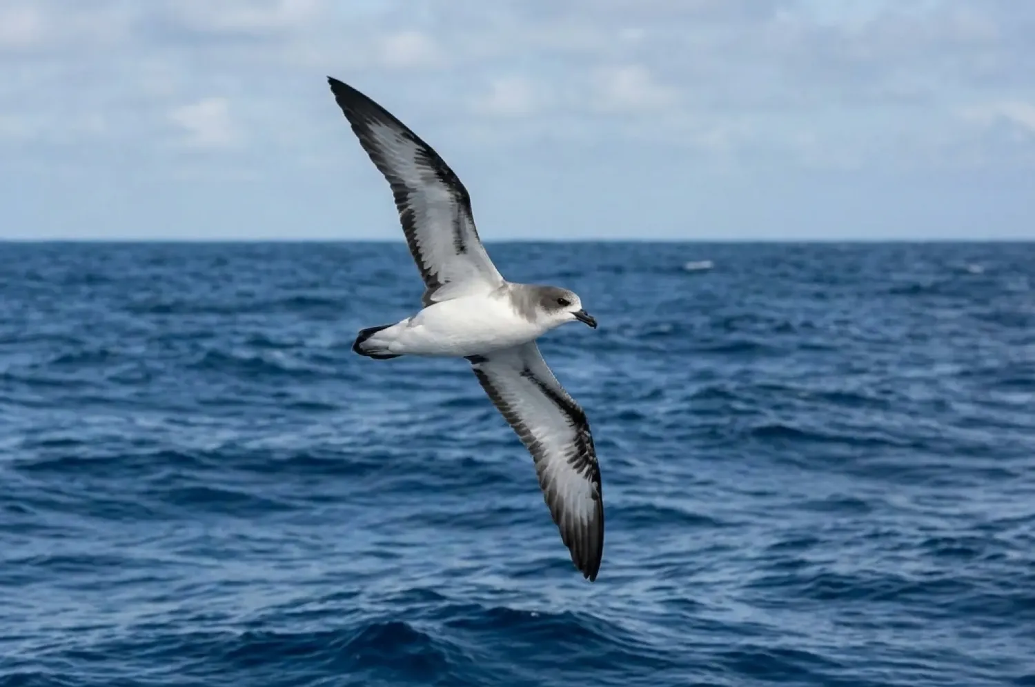 baraus petrel