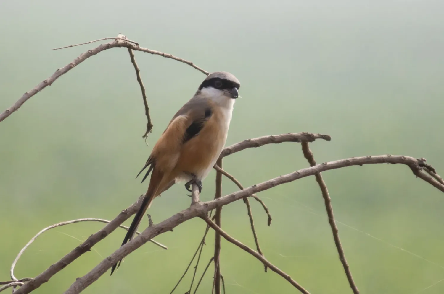 bay backed shrike