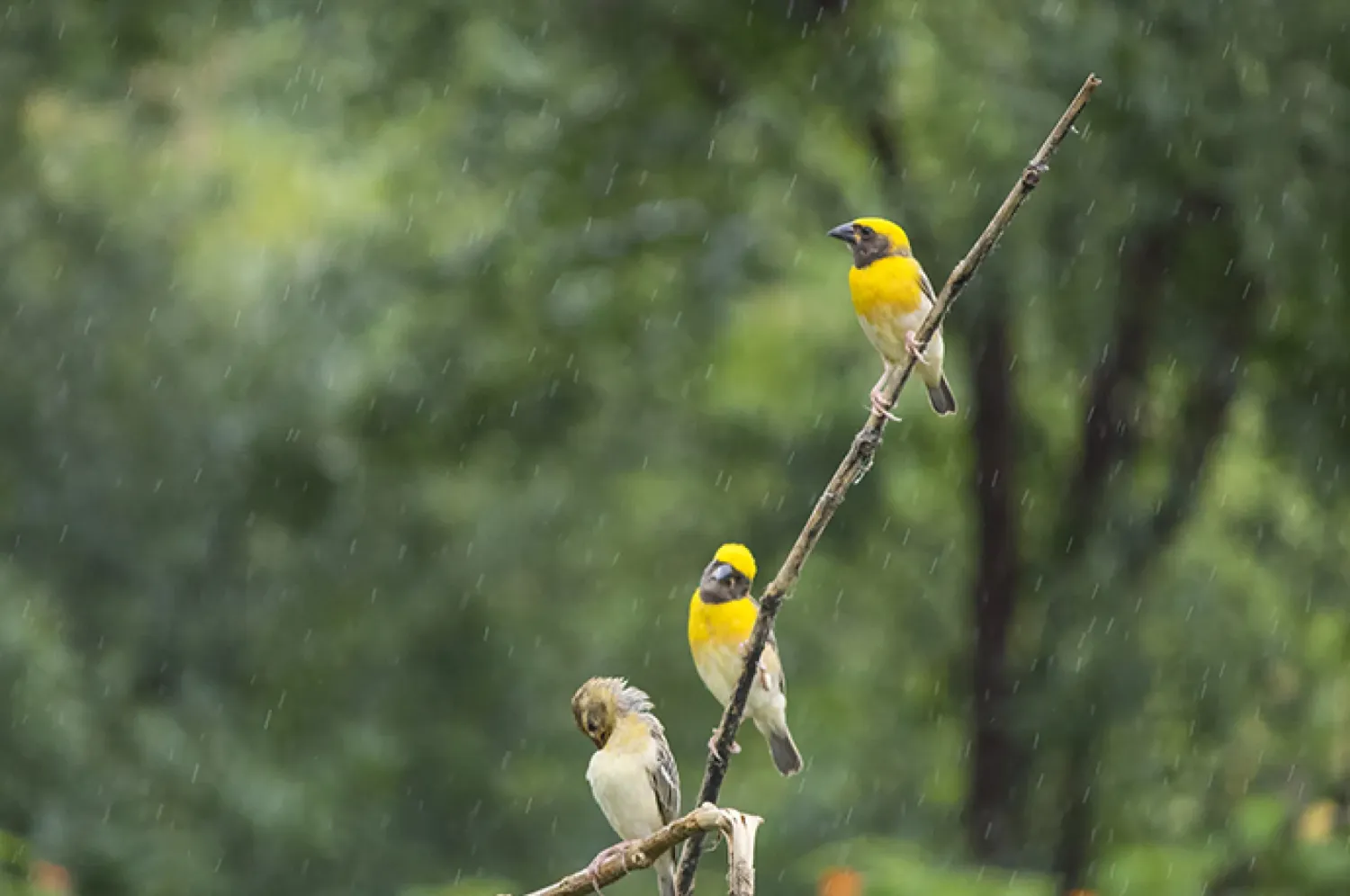 baya weaver