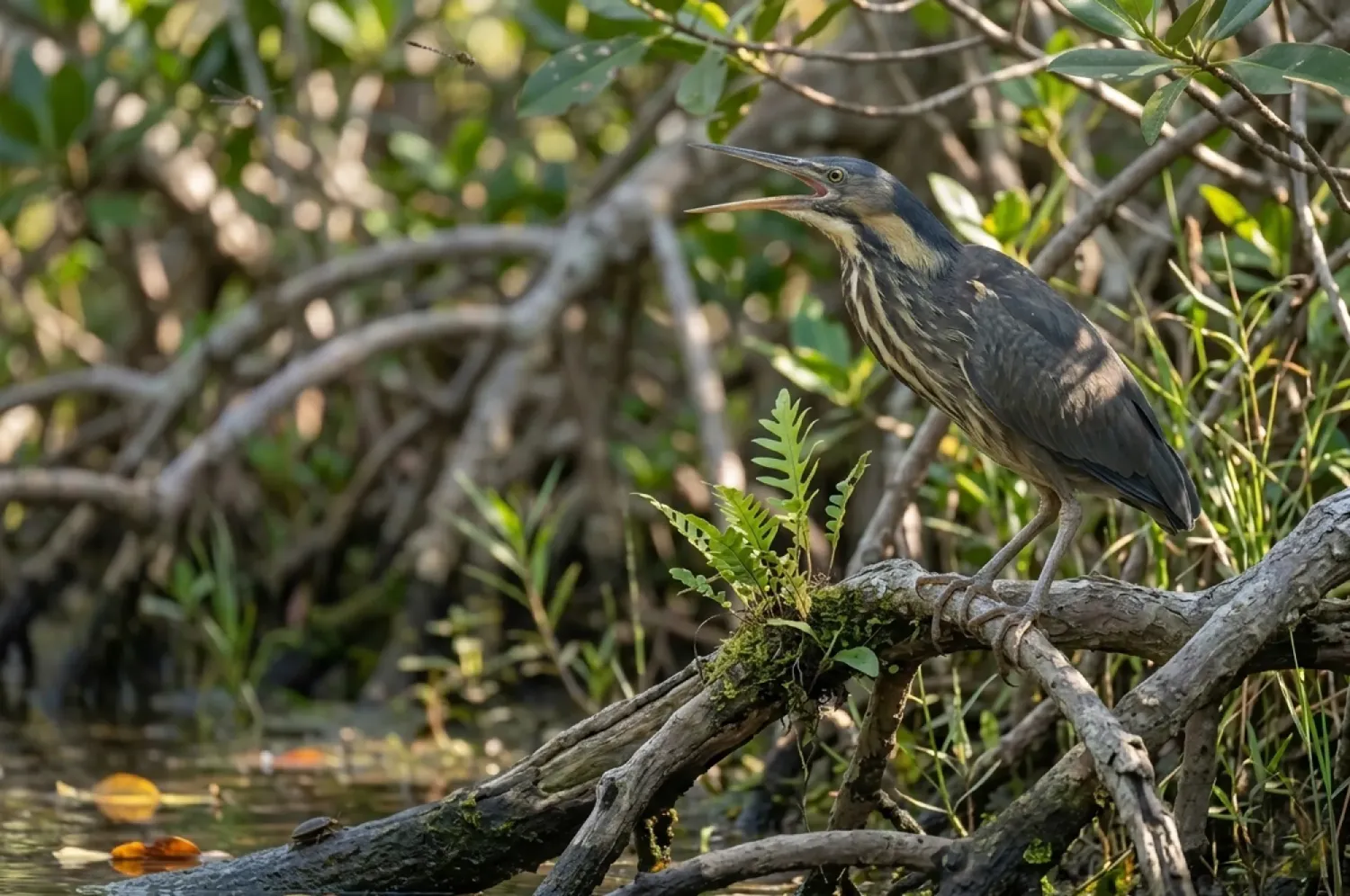 black bittern