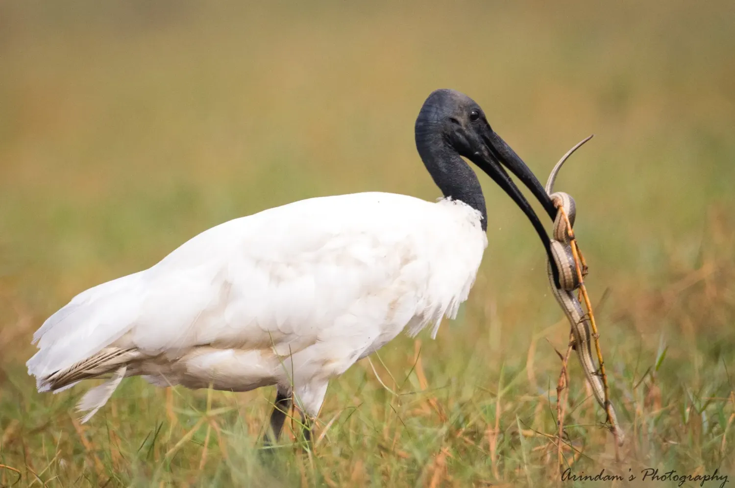 black headed ibis