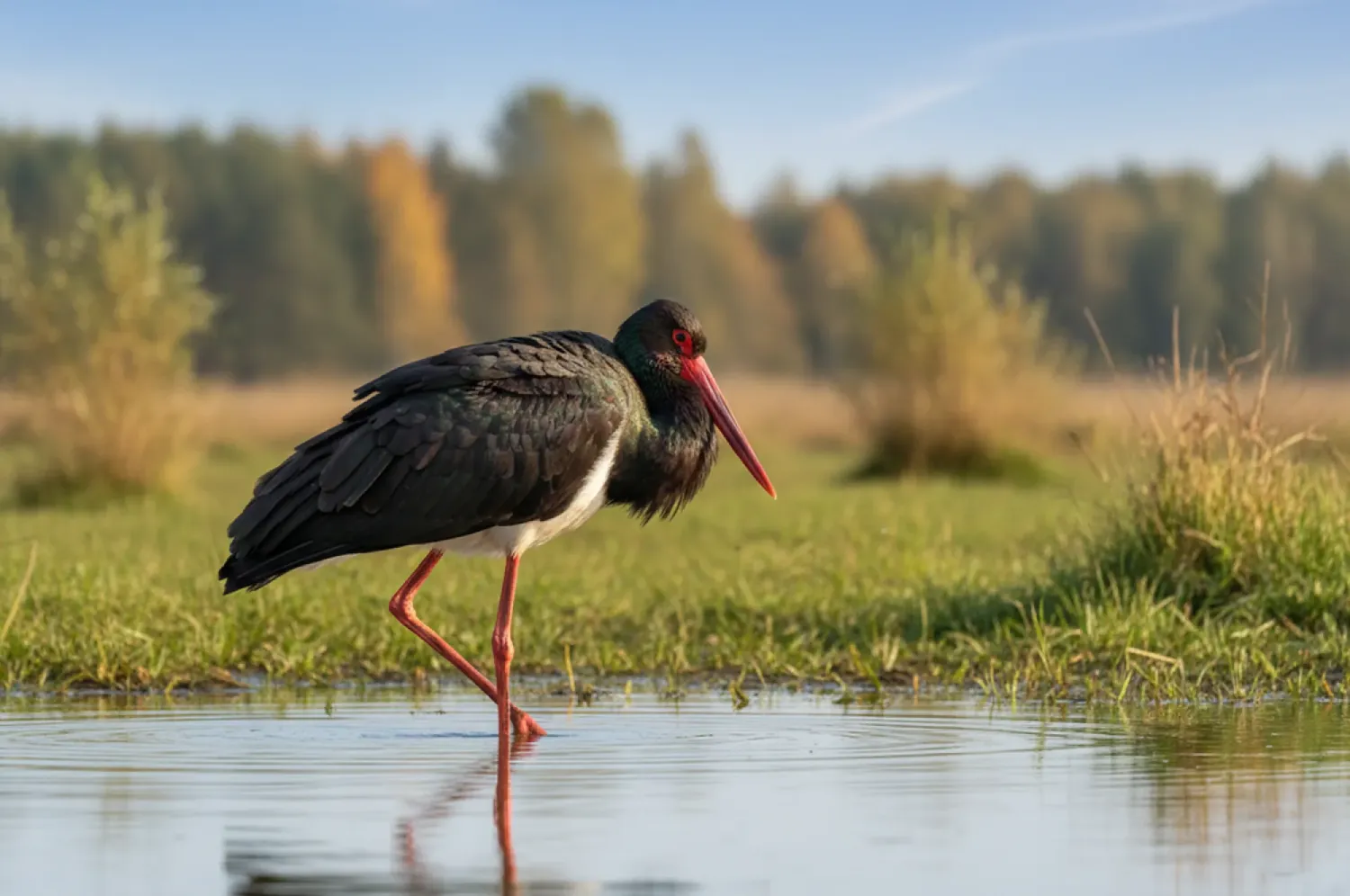 black stork
