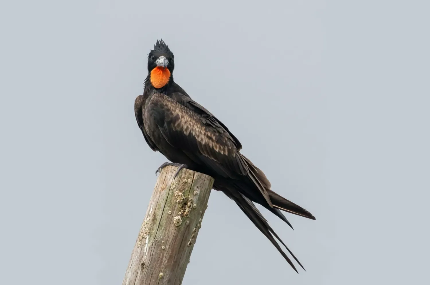 christmas island frigatebird