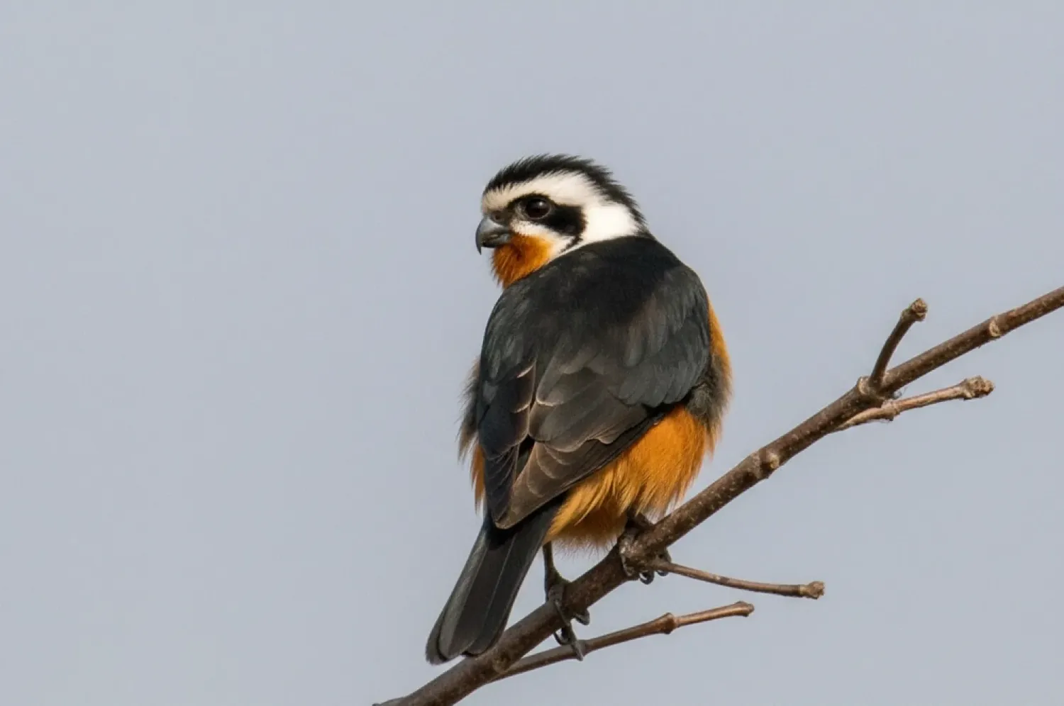 collared falconet