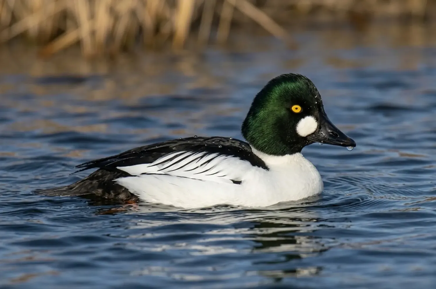 common goldeneye
