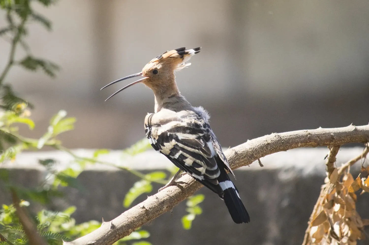 common hoopoe