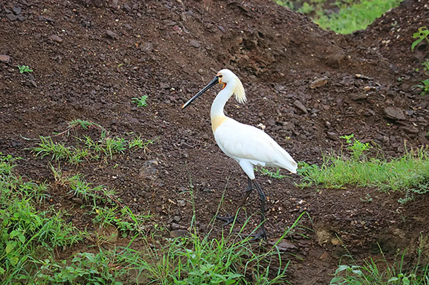 eurasian spoonbill