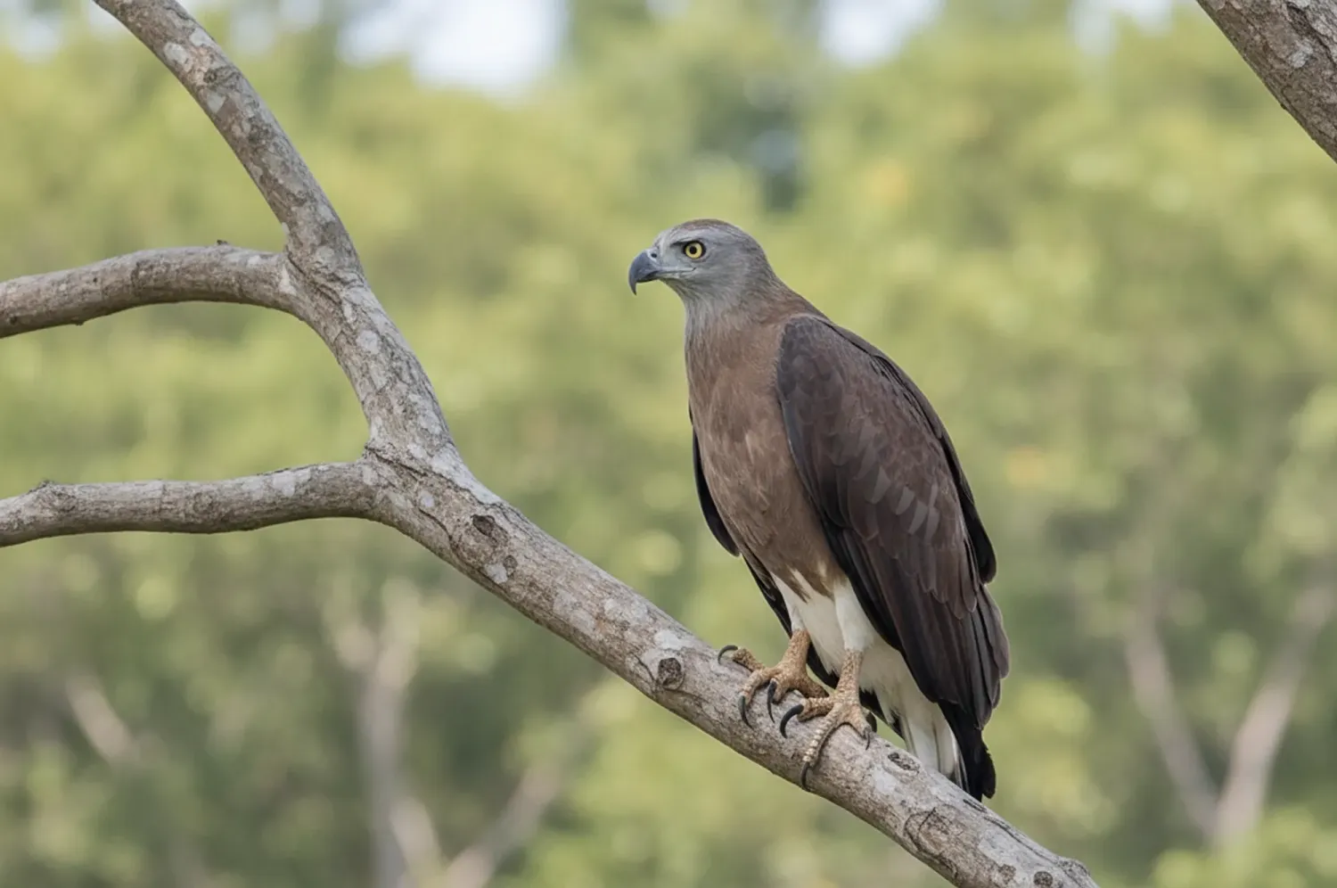 grey headed fish eagle