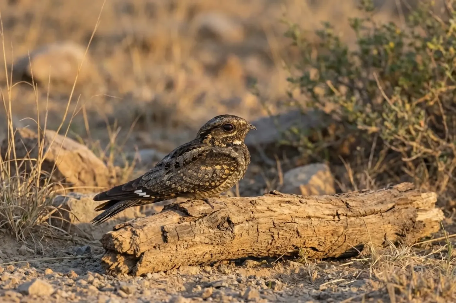 indian nightjar