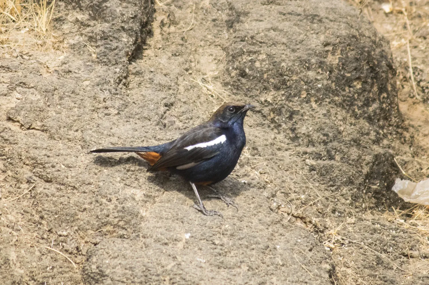 indian robin