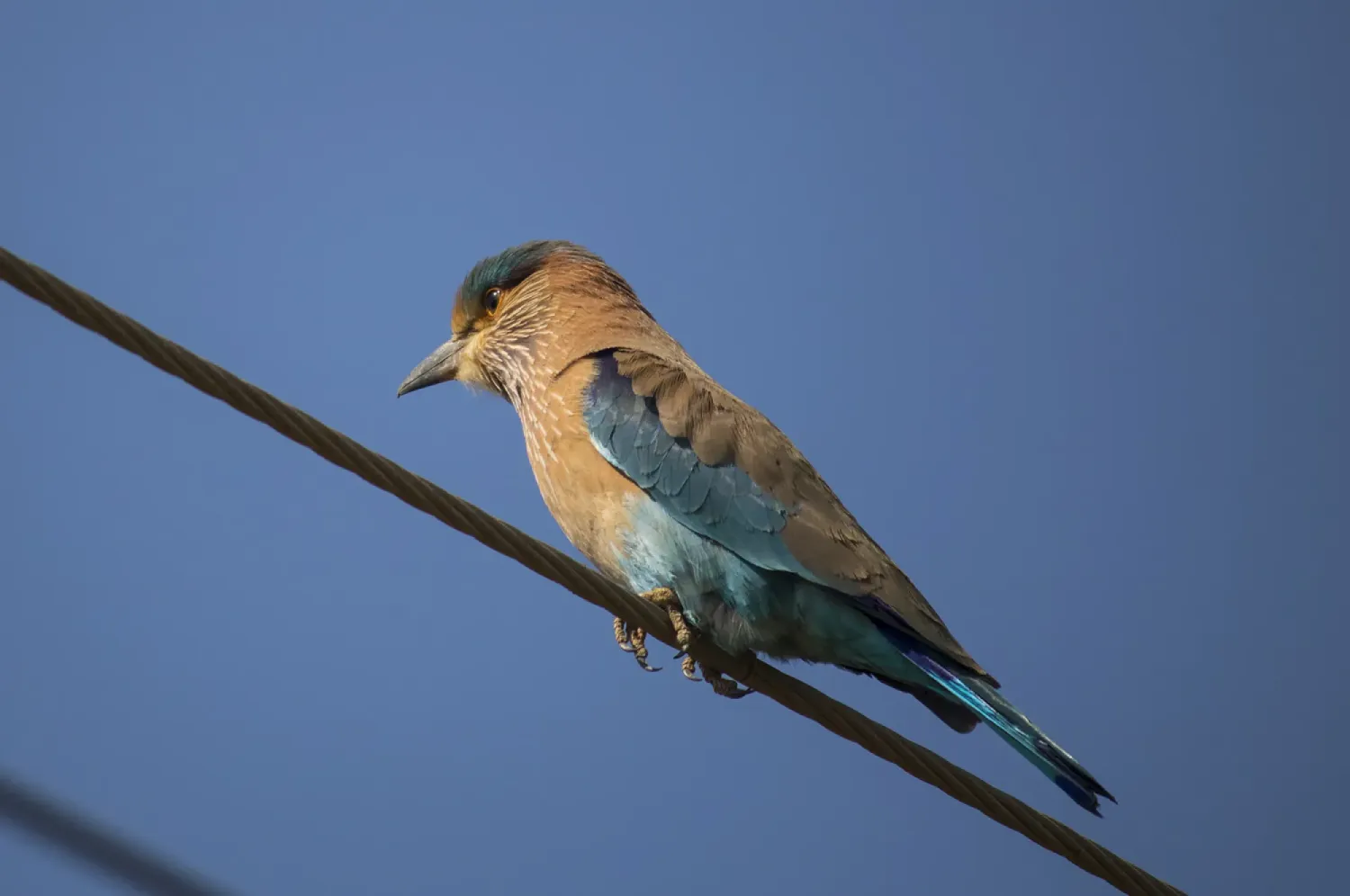 indian roller
