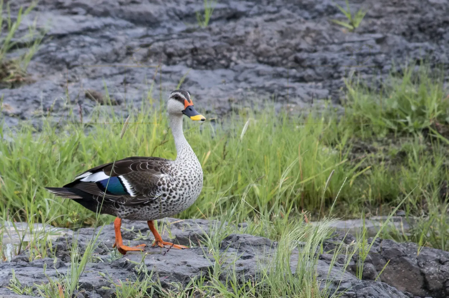 indian spot billed duck