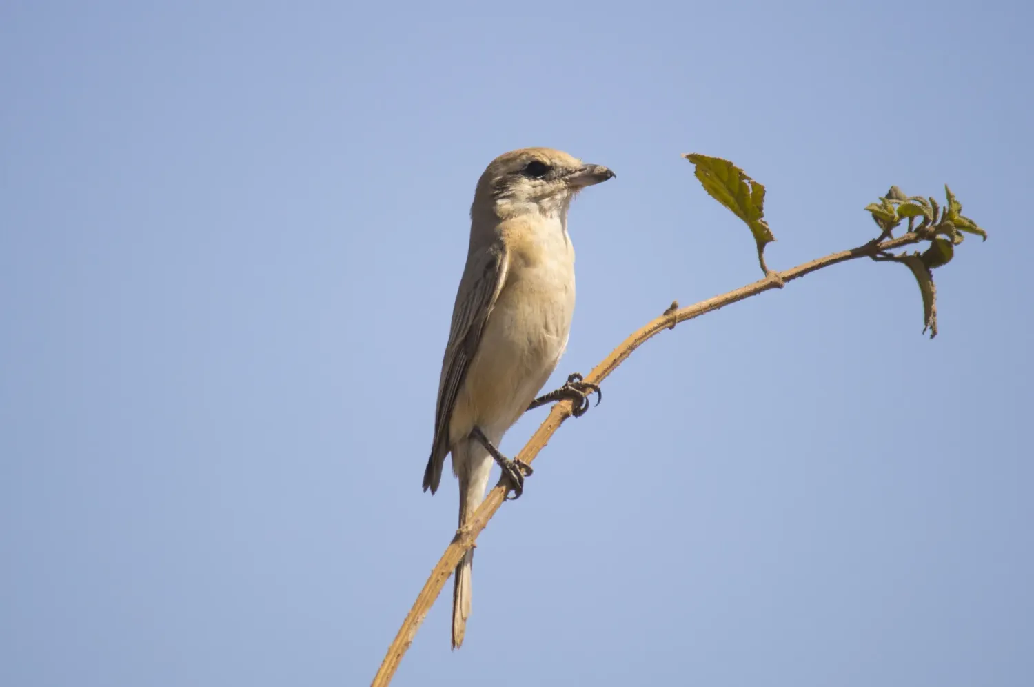 isabelline shrike