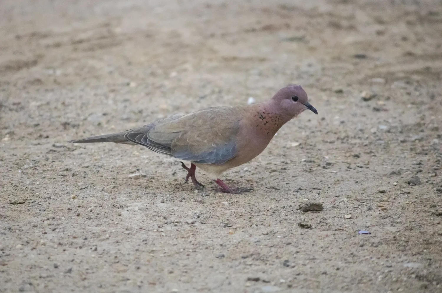 laughing dove