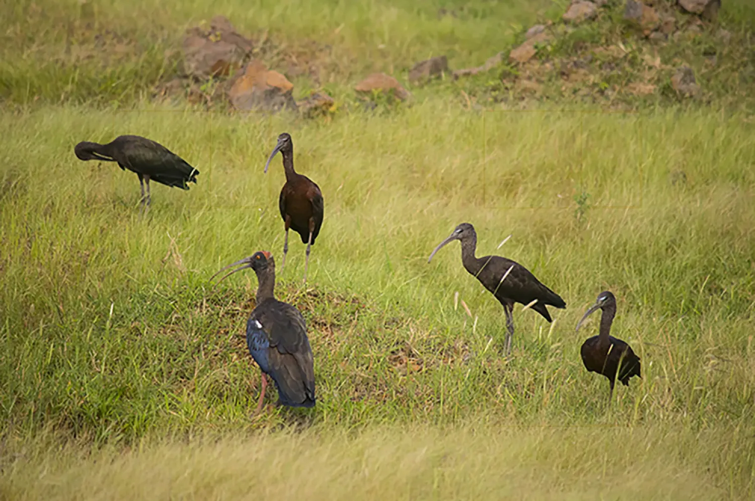 red naped ibis