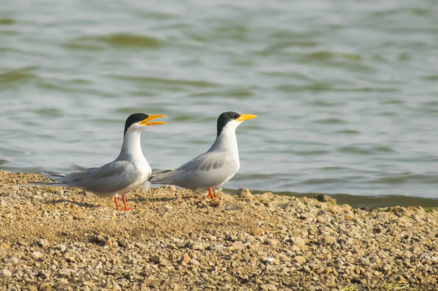 river tern