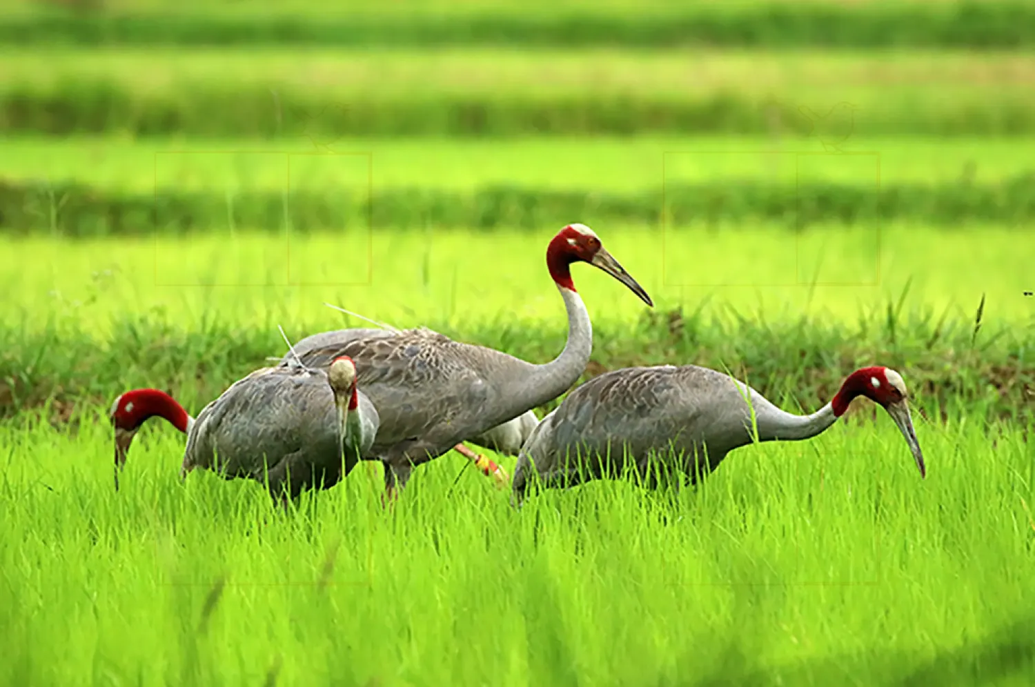 sarus crane