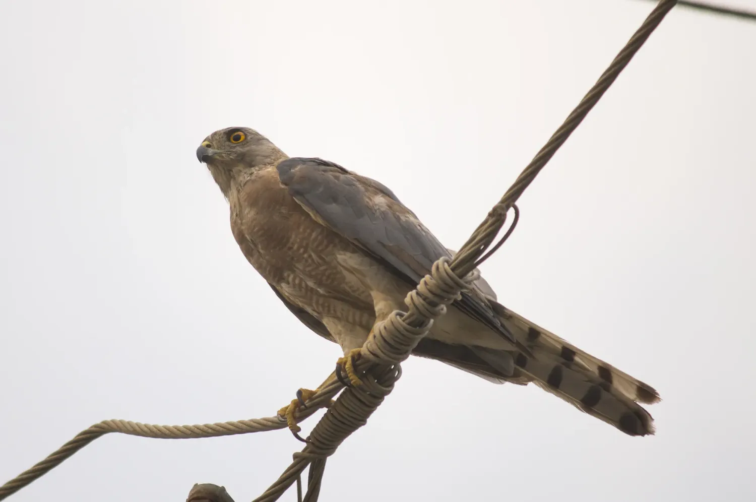 shikra