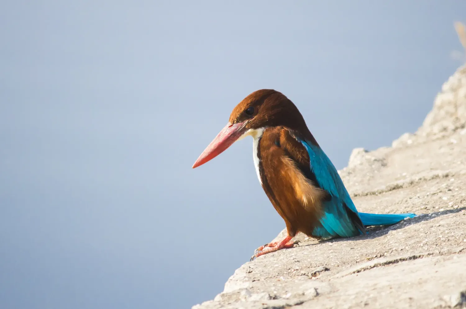 white throated kingfisher