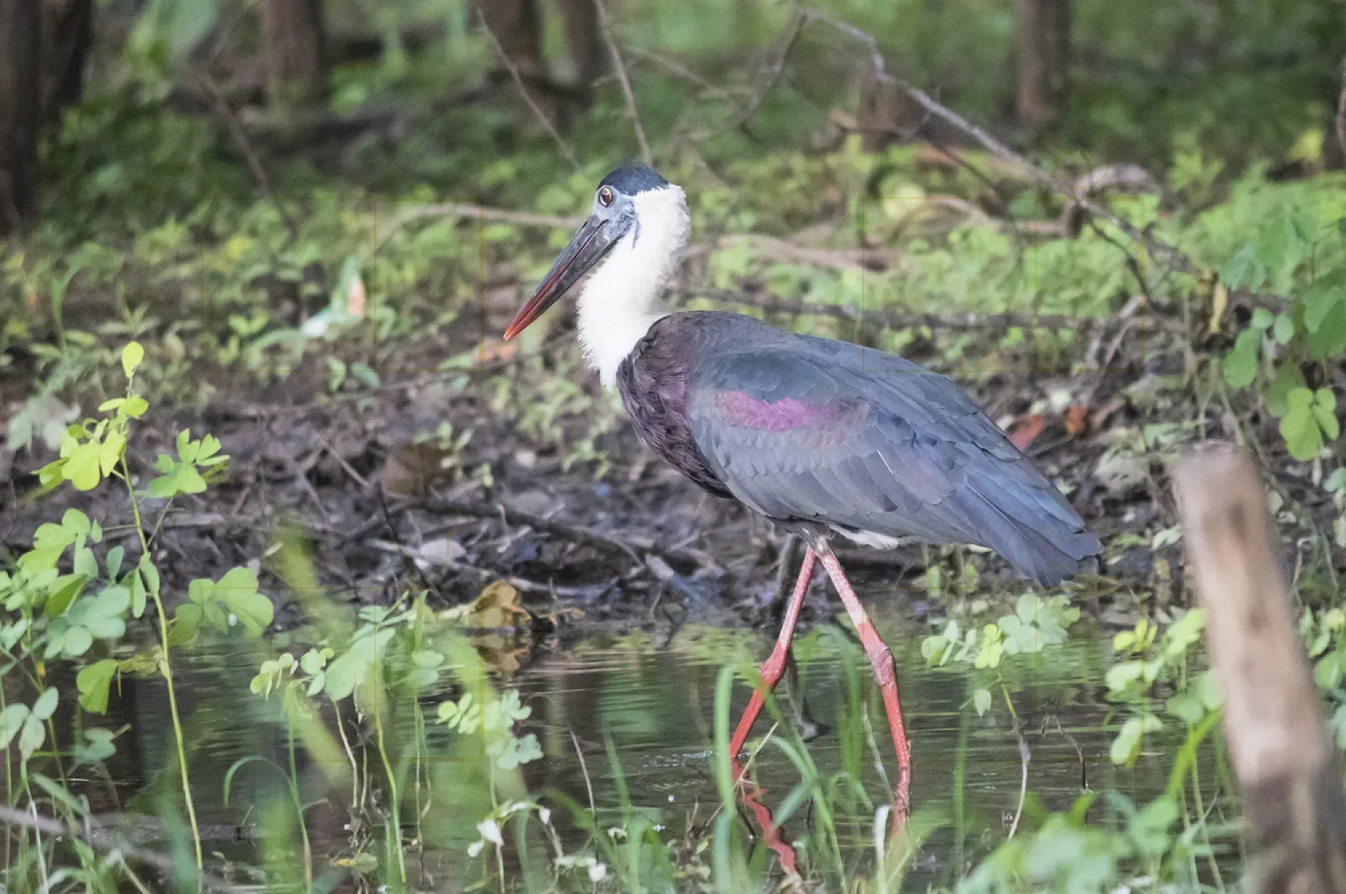 woolly necked stork