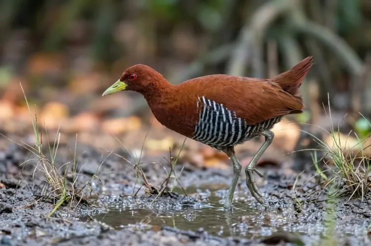 andaman-crake