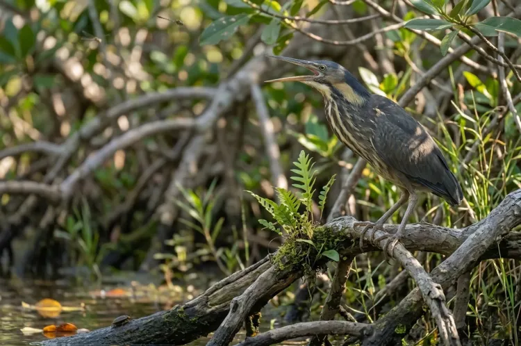 black bittern