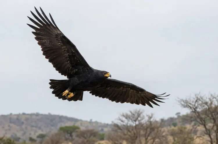 black-eagle