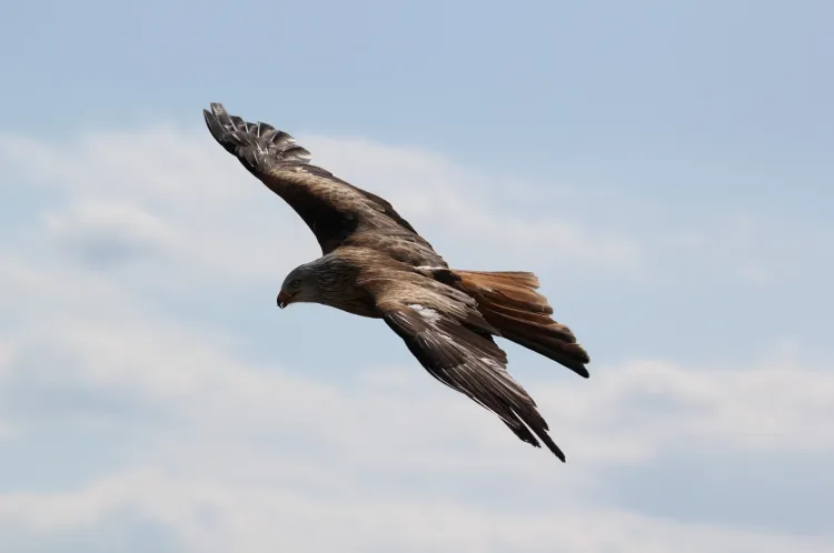 black kite
