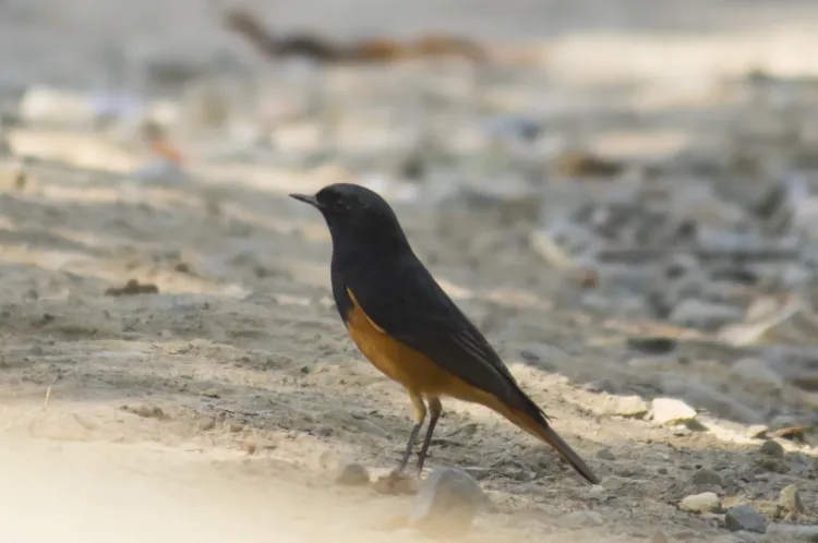 black-redstart