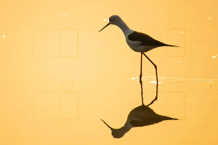 black-winged-stilt