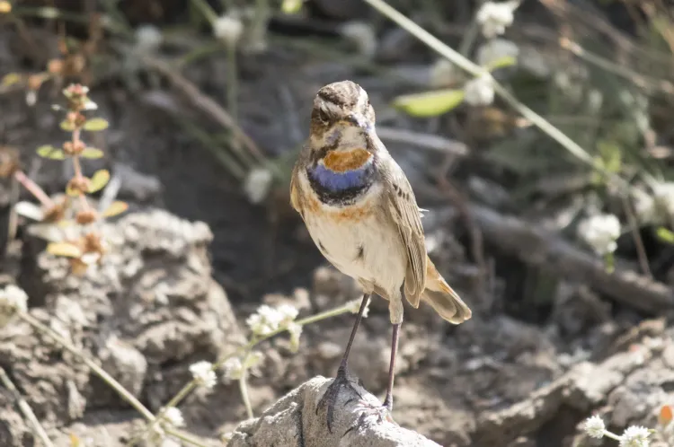 bluethroat
