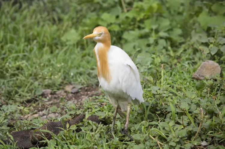 cattle-egret