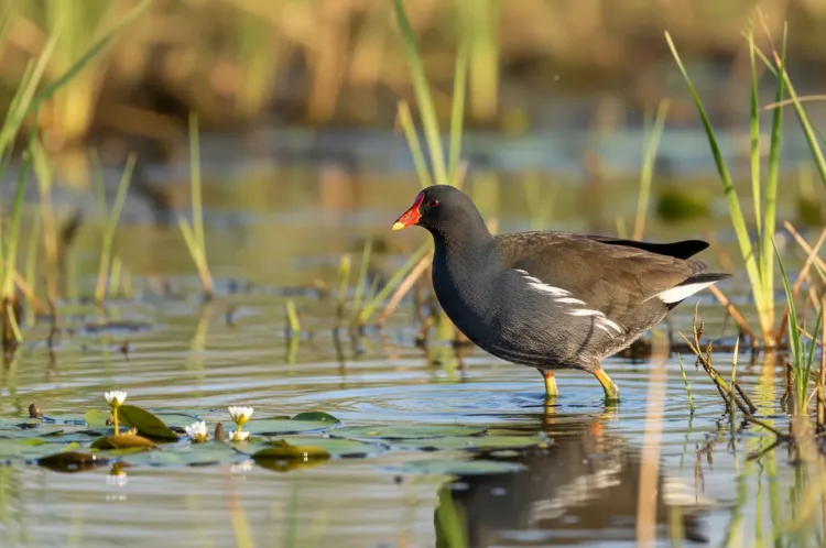 common moorhen