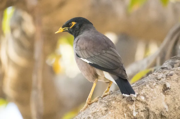common-myna