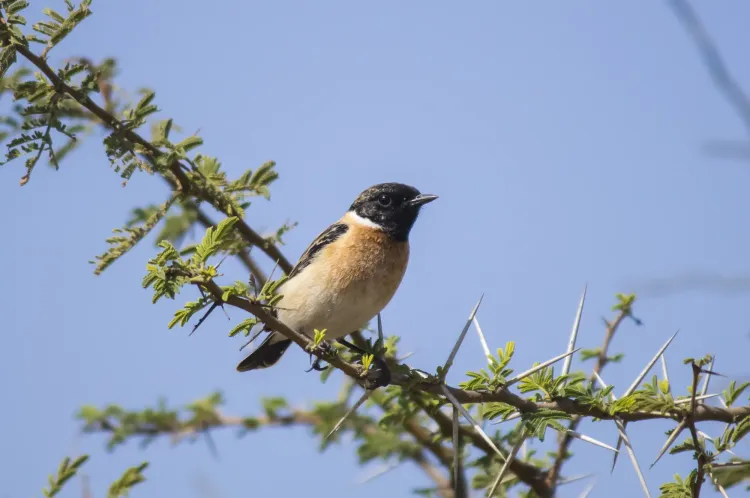 common-stonechat