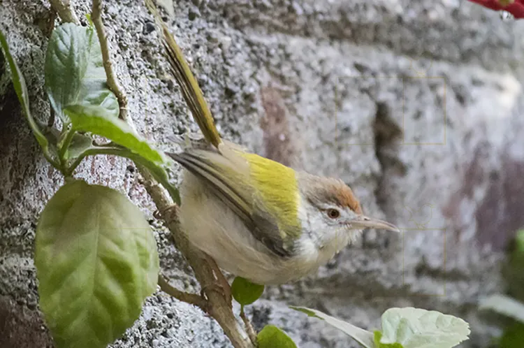 common-tailorbird
