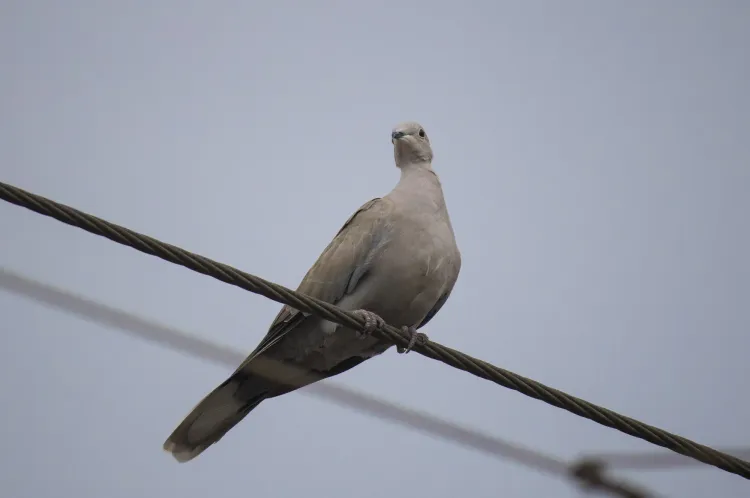 eurasian-collared-dove