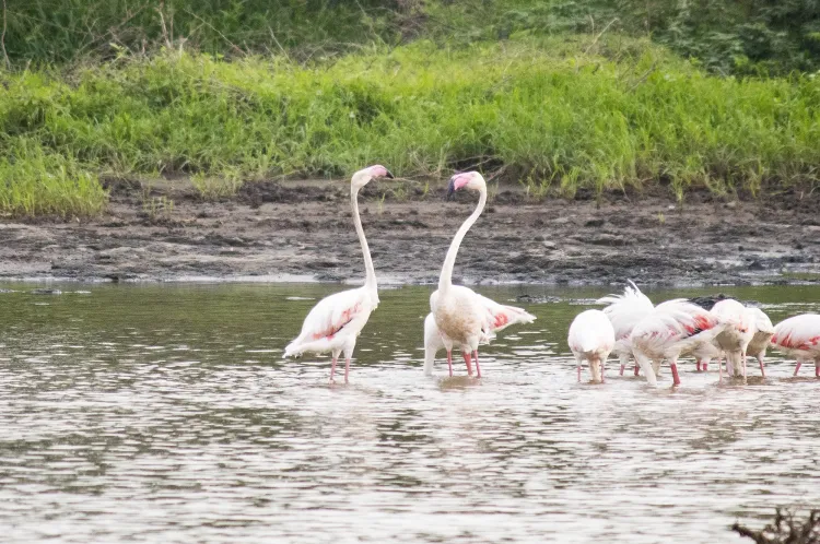 greater flamingo