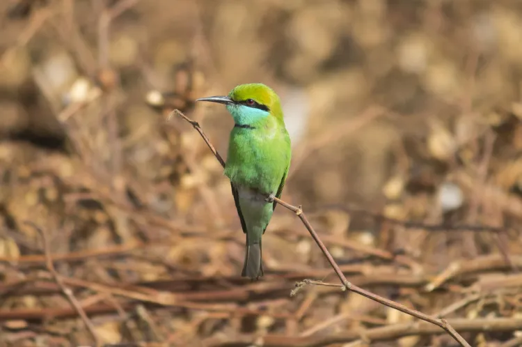 green-bee-eater