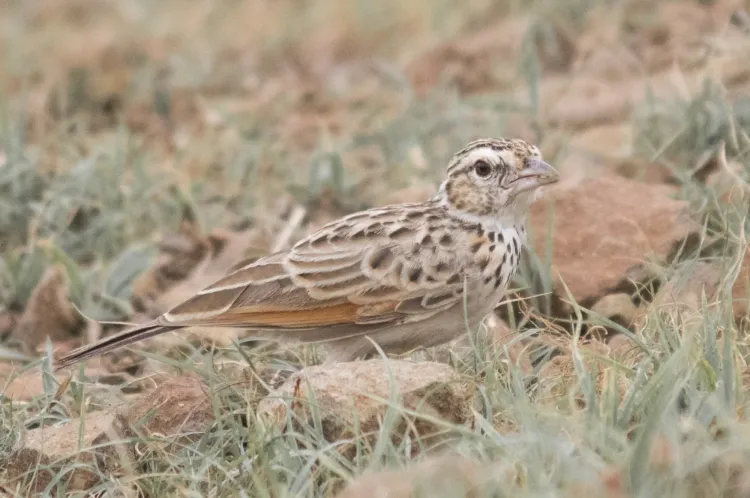 indian bushlark