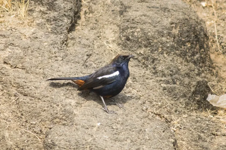 indian robin