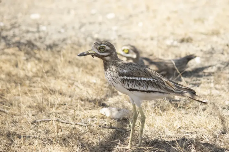 indian thick knee