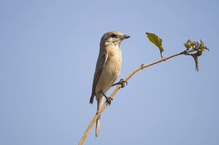 isabelline shrike