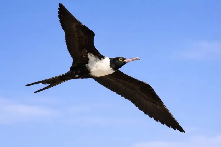 lesser frigatebird