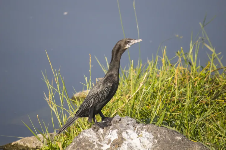 little cormorant