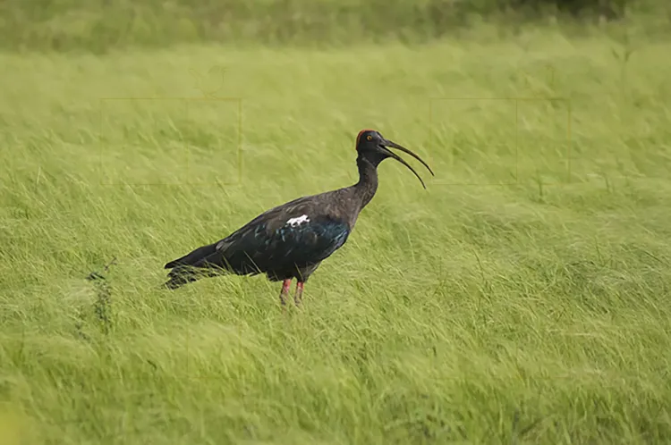red naped ibis