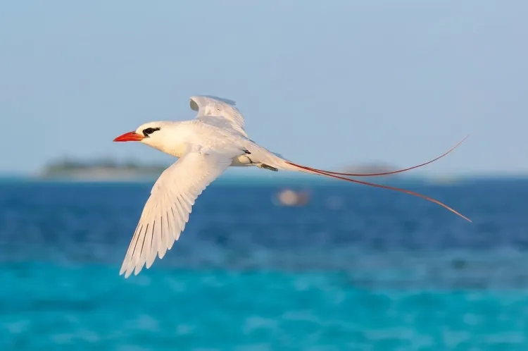 red-tailed-tropicbird