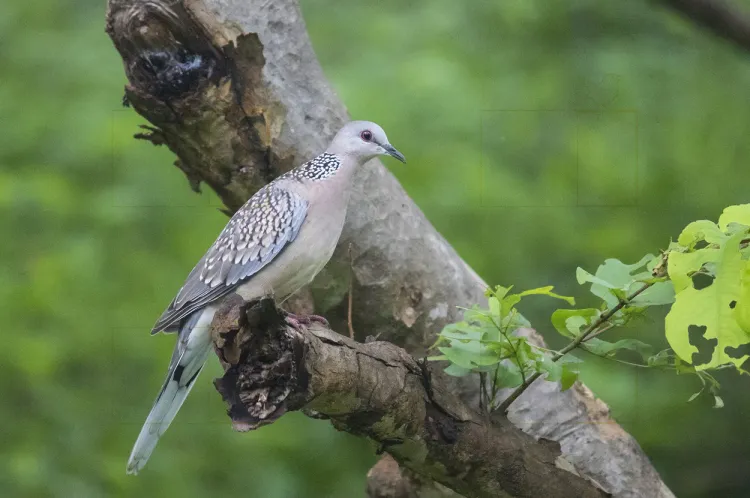 spotted-dove