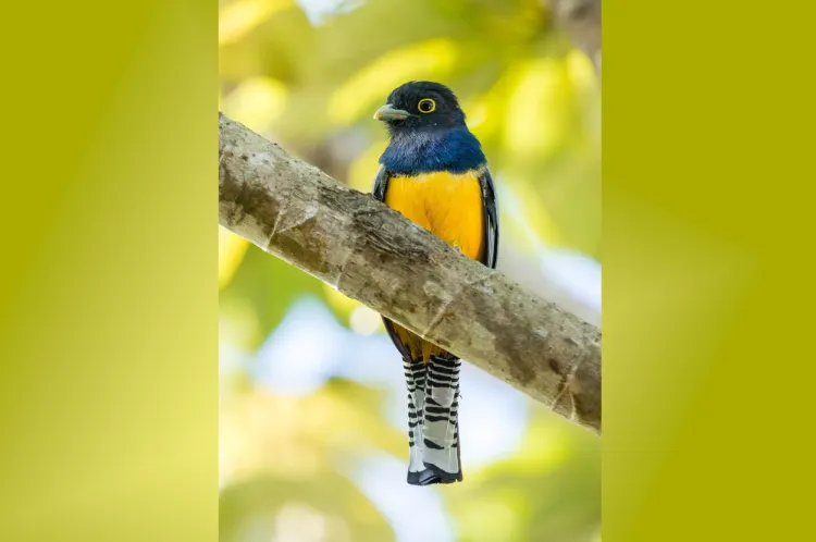 wards-trogon
