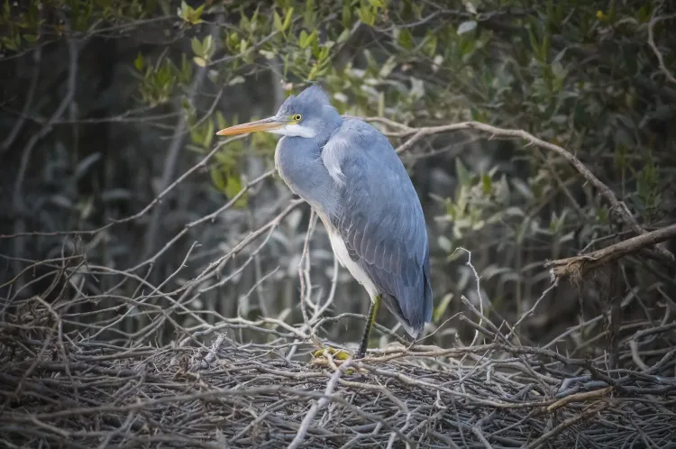 western reef egret